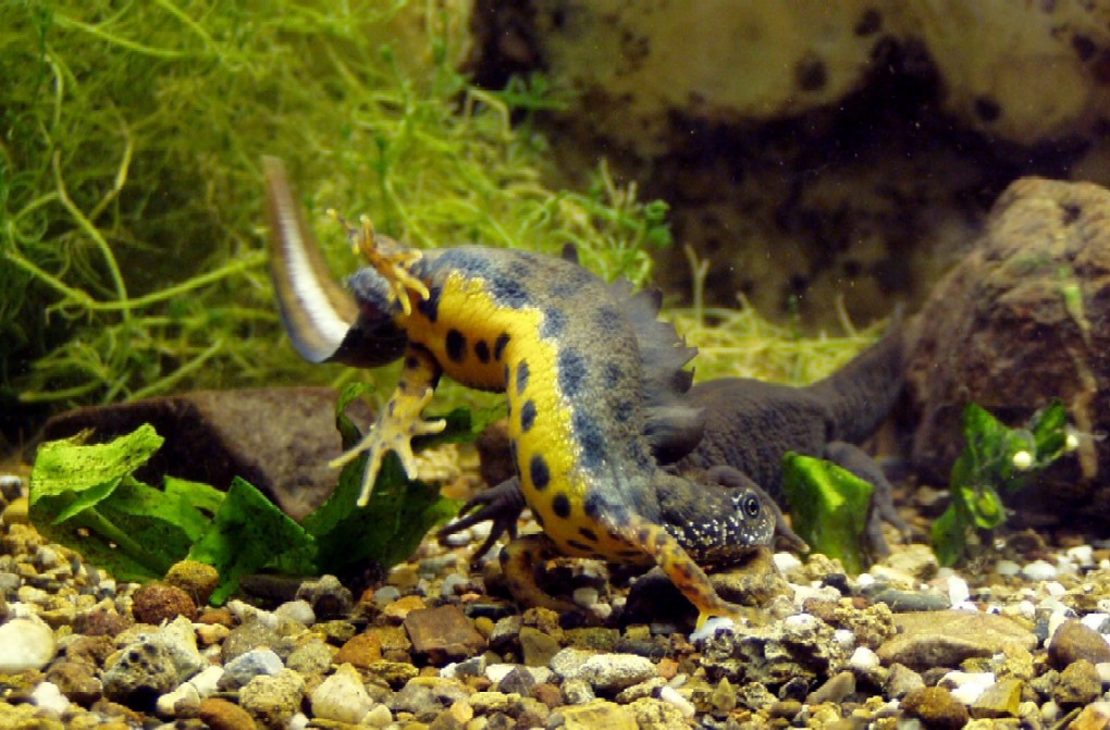 Tritone crestato - Triturus carnifex